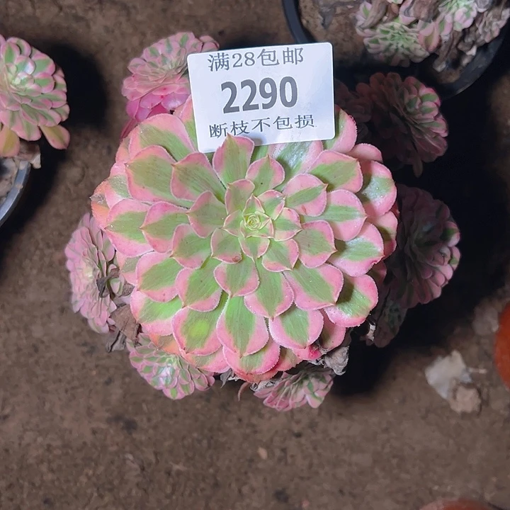 2290红铜白多肉植物