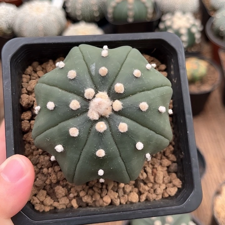 指纹海星兜一物一拍实生