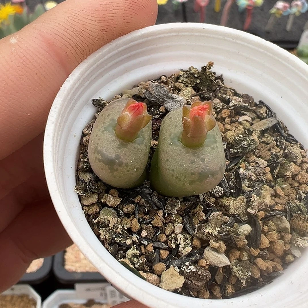 双头 橘粉色花 吕杂