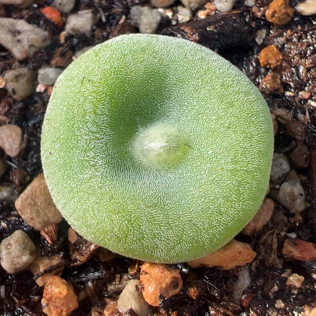 毛饼母本多肉植物盆栽花卉