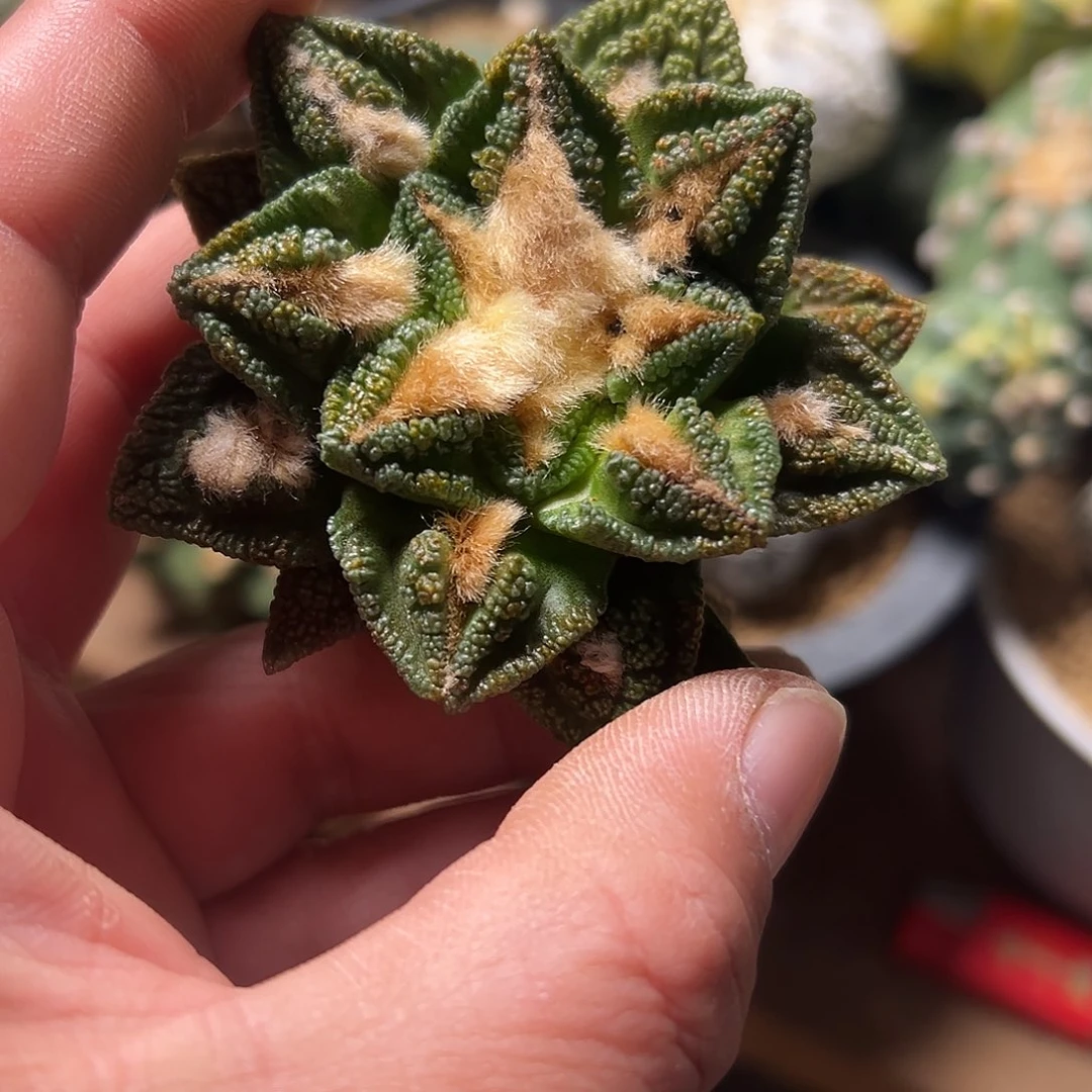 一***臾无花朵辛顿mmmmmmmmmmm