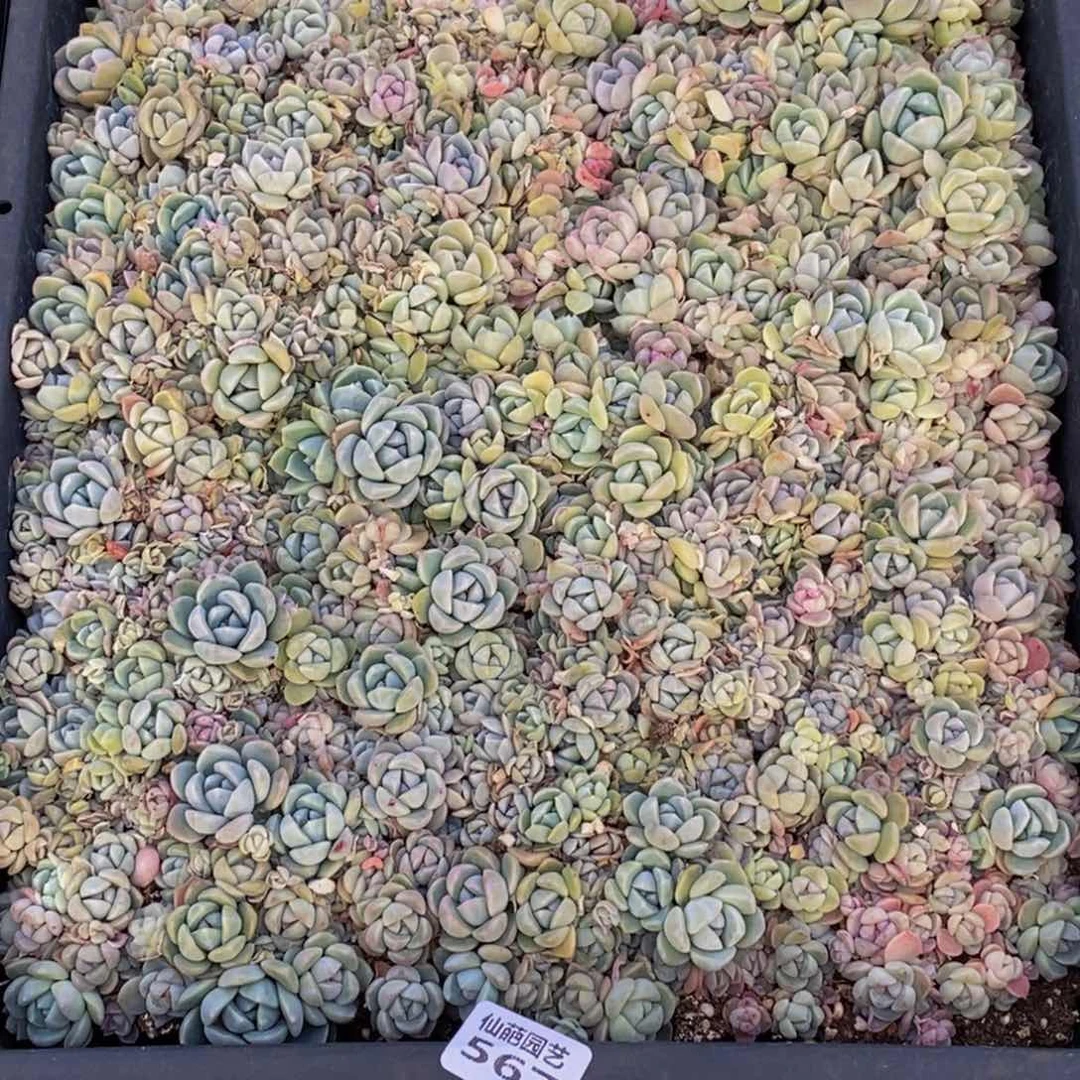 优***猬567多肉植物保护研究所