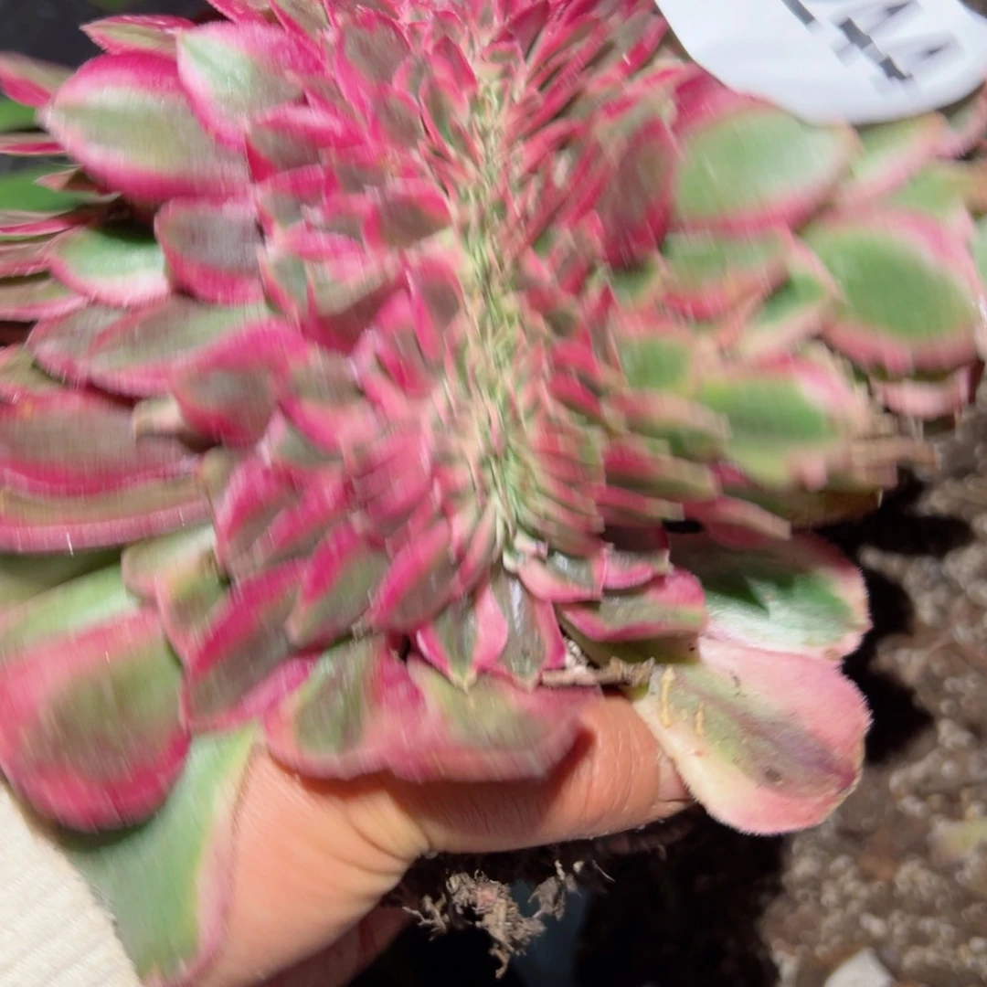 244 号多肉植物法师新年福利