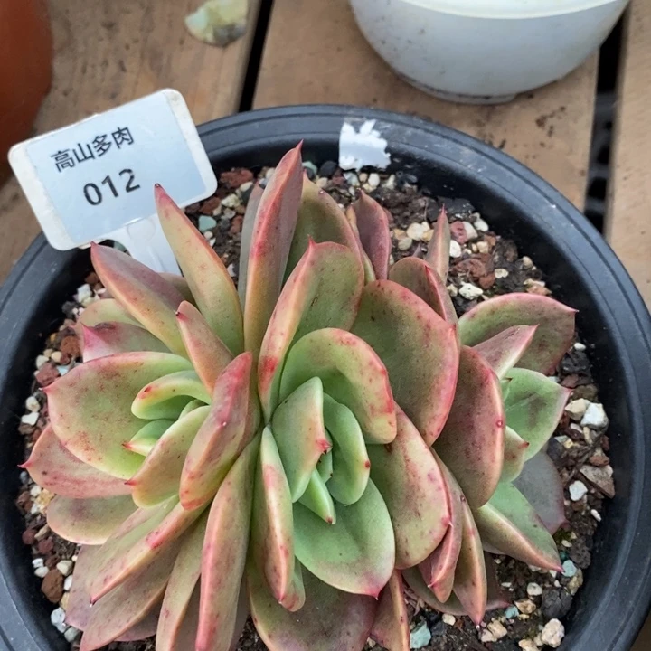 D012- 直播福利 翠鸟