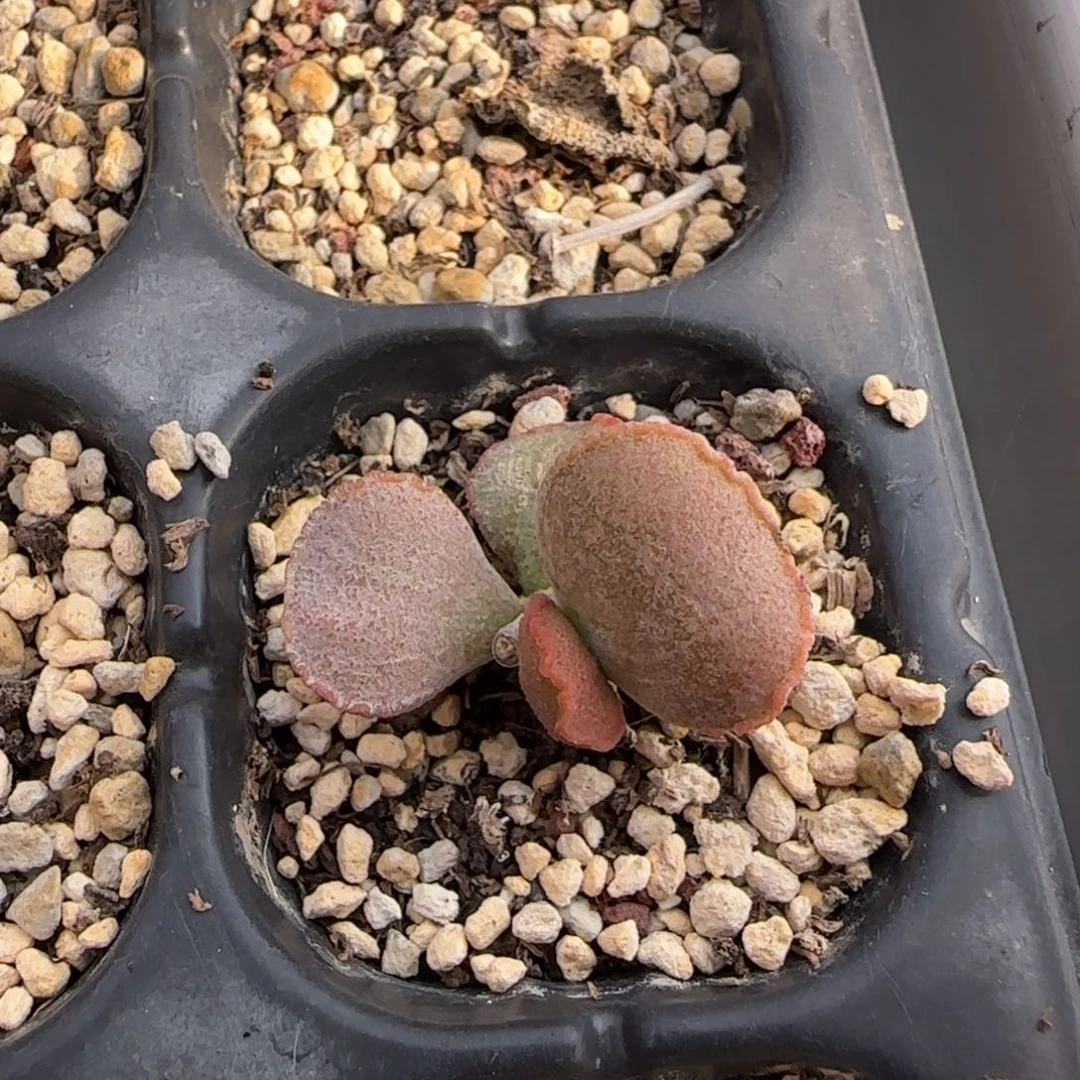 醉夕阳水泡多肉植物