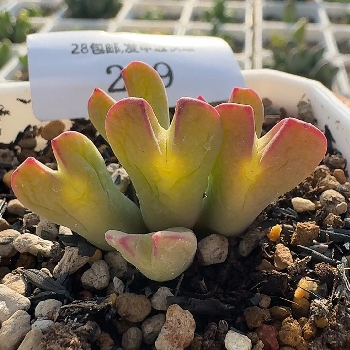 219  少将 肉锥。