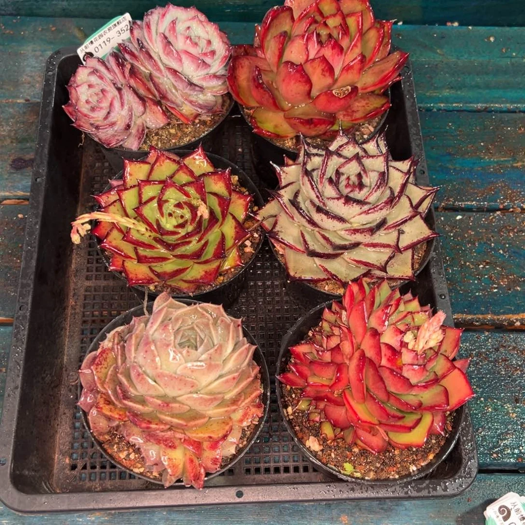 从前慢多肉精选编号0119.352