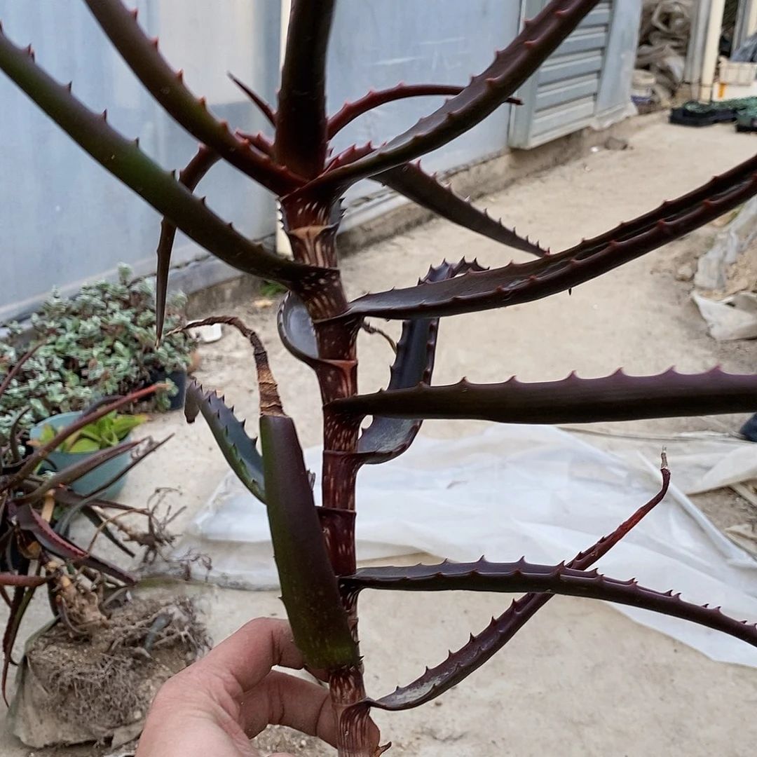 爱***树5号拍品。