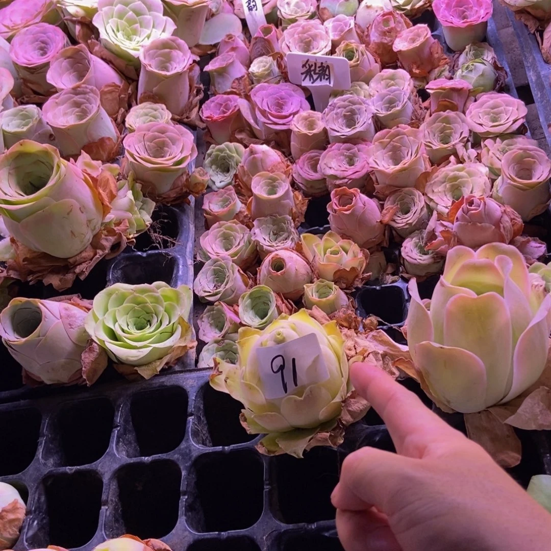 蜜***儿牡丹亭桃子91多肉植物