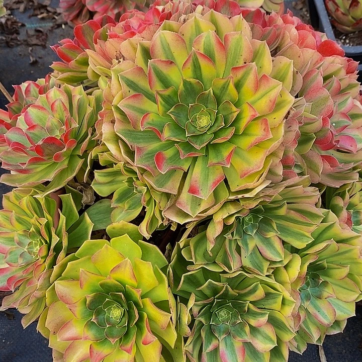多肉植物保护研究所