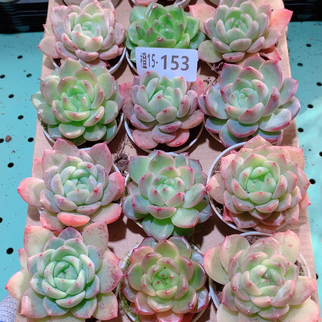 15-153一物一拍多肉带盆18 颗