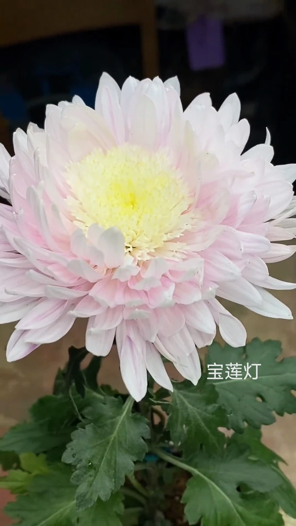 宝莲灯大菊花苗 3 棵
