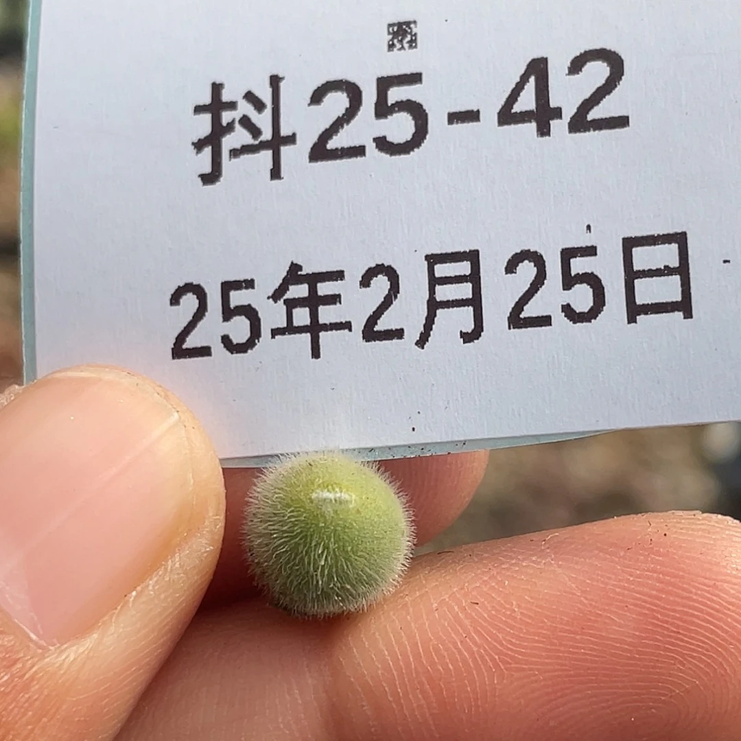 25-42小美毛球多肉植物