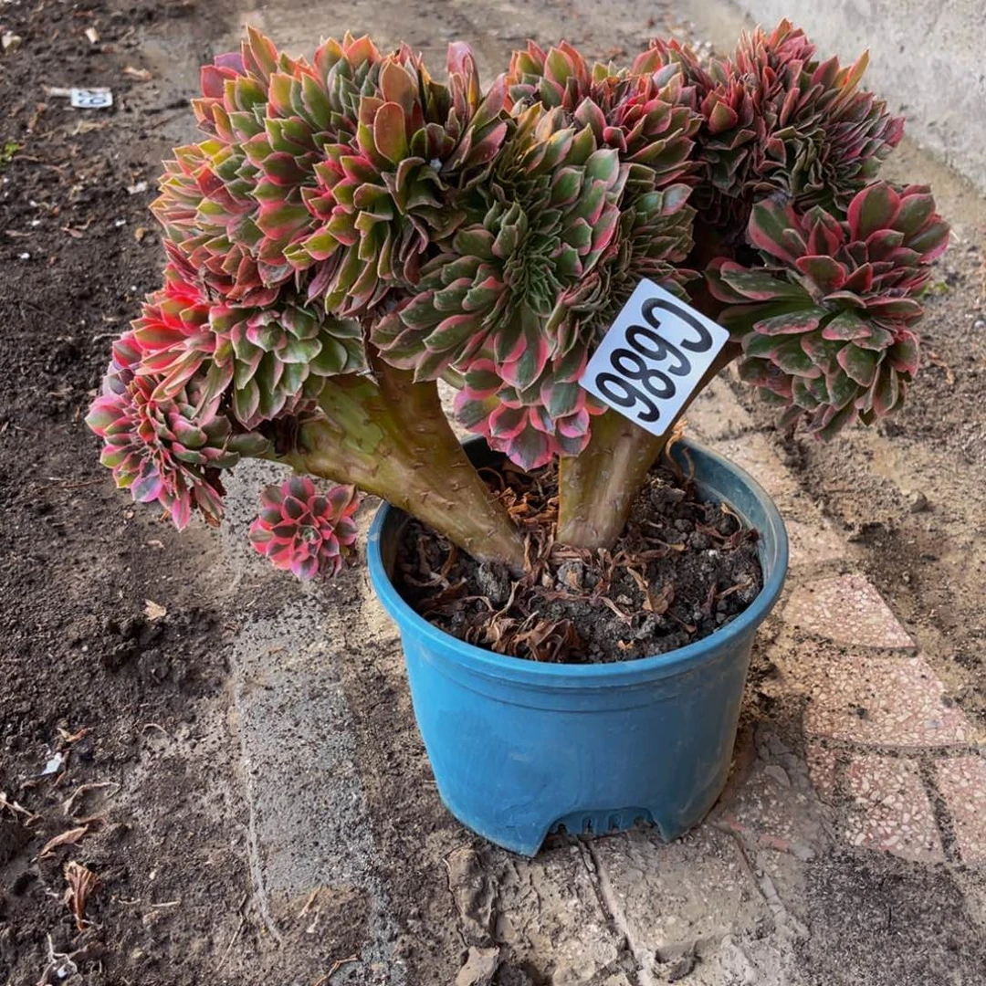 女郎法师16–/-13包邮