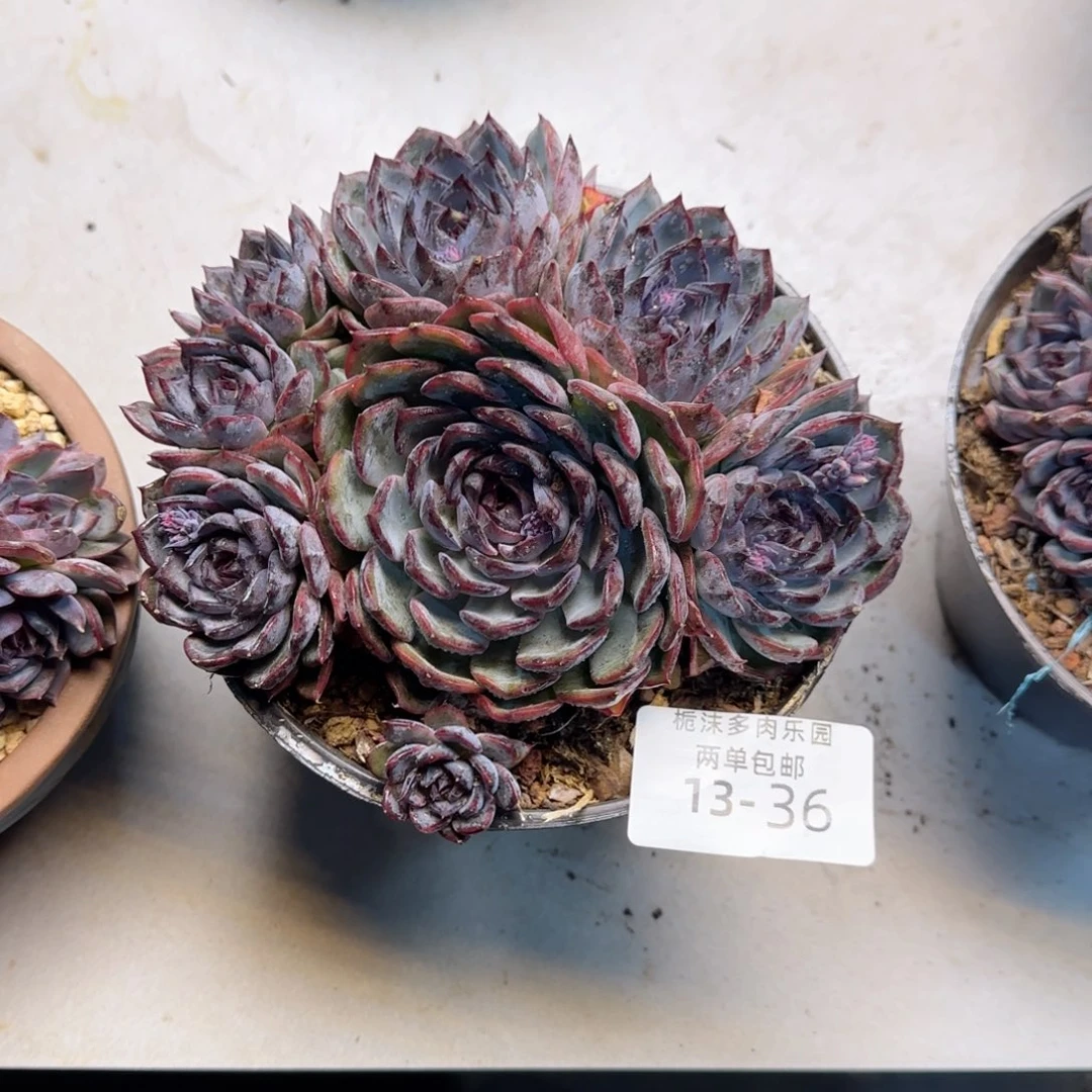 13-36蓝色妖姬多肉植物