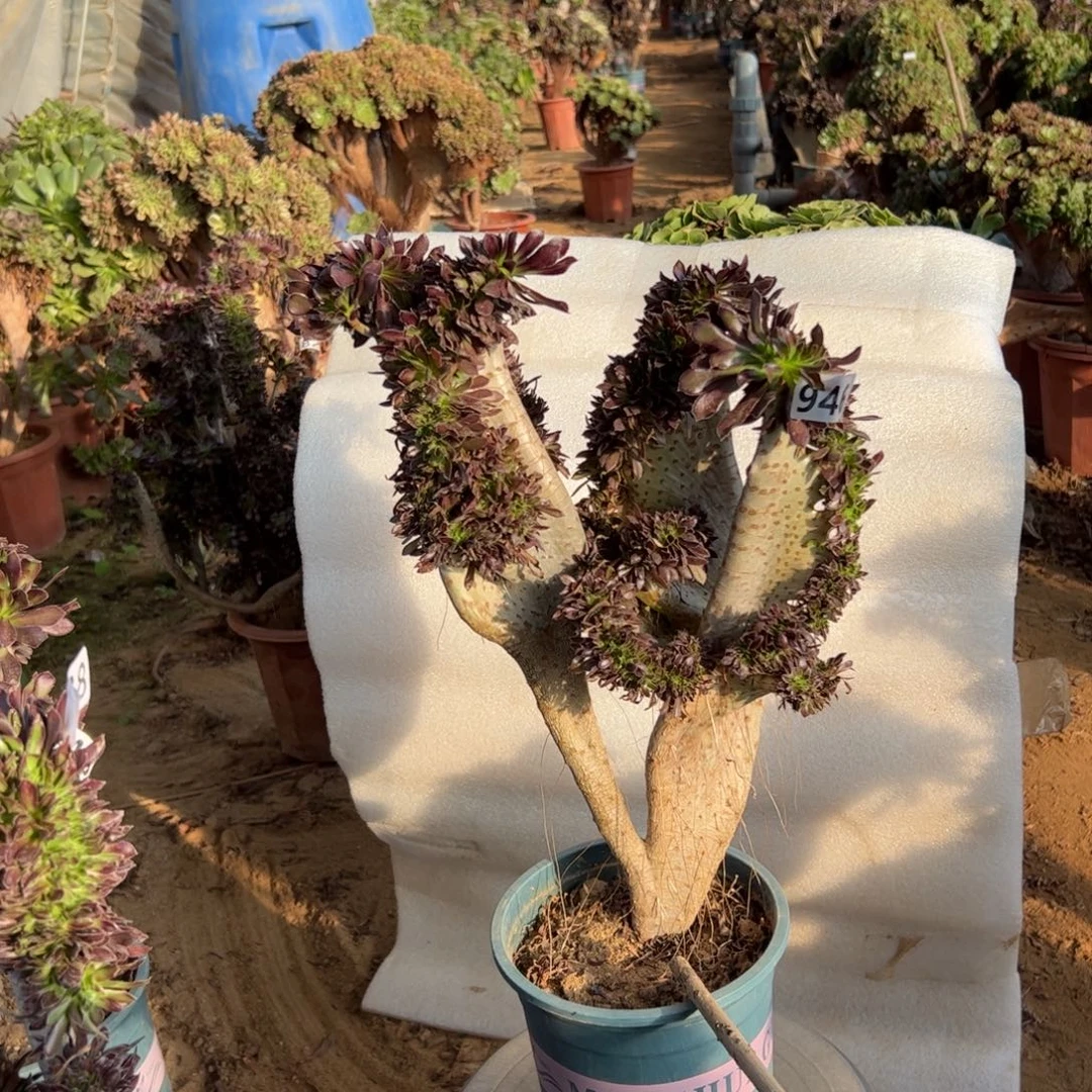 有伤双翅膀946高度40