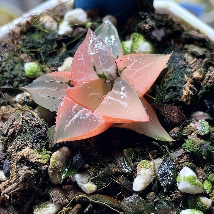 685酒吞锦特选福利