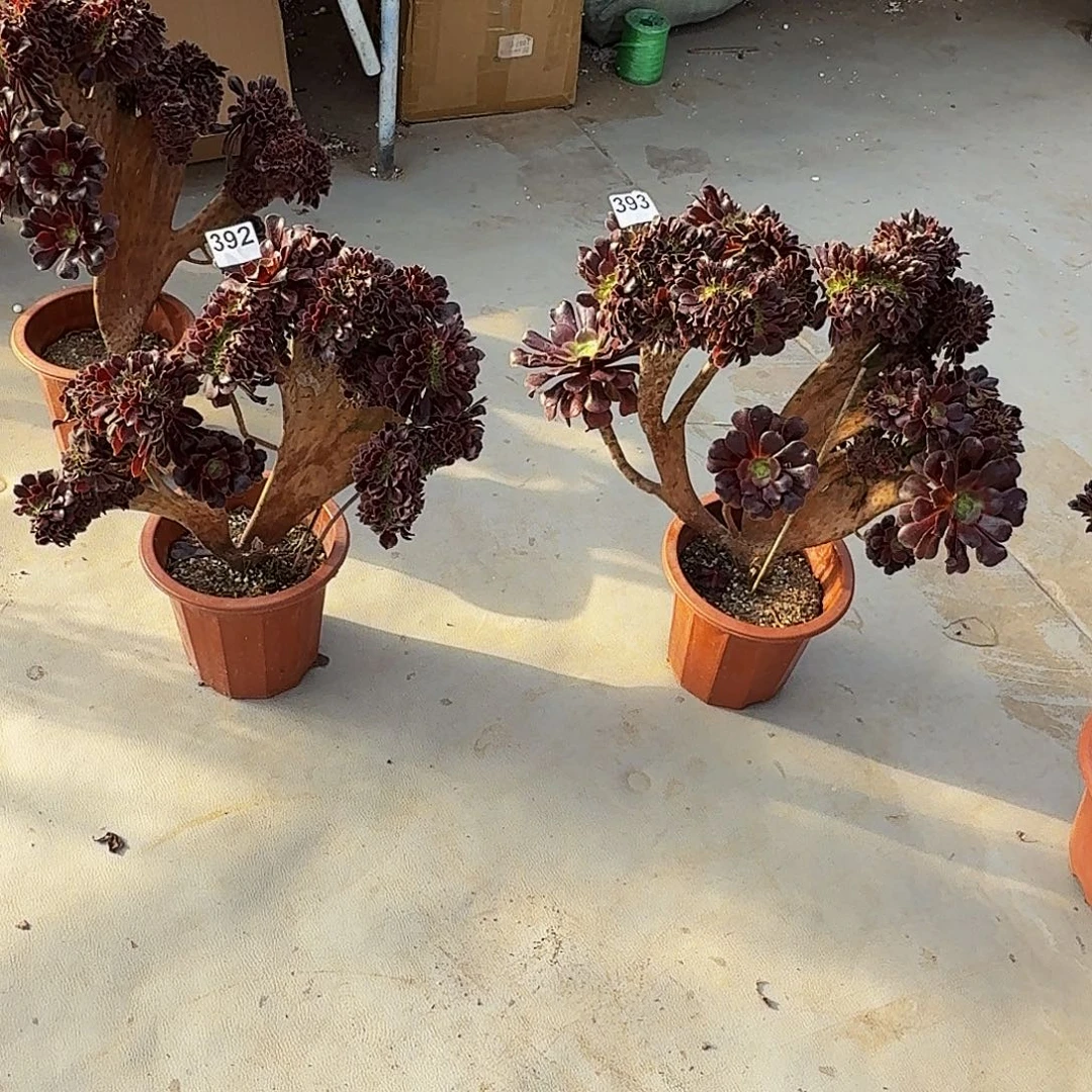 392393欧紫坠两颗福利