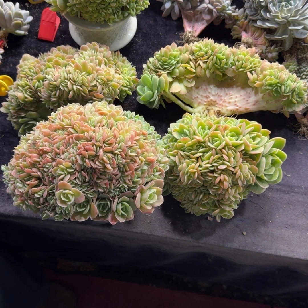 风***止5颗一起一物一拍星娜塔缀化