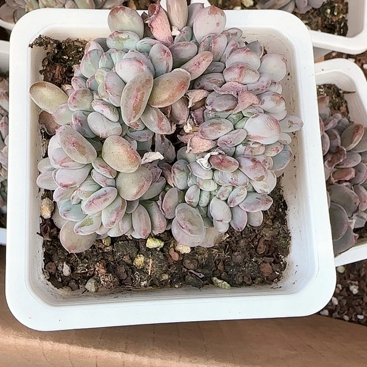 曹*菱青蛙王子儿童牙膏111