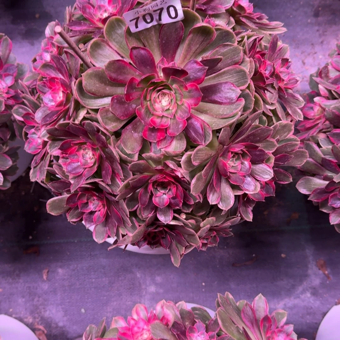 *****绯闻多肉植物7070