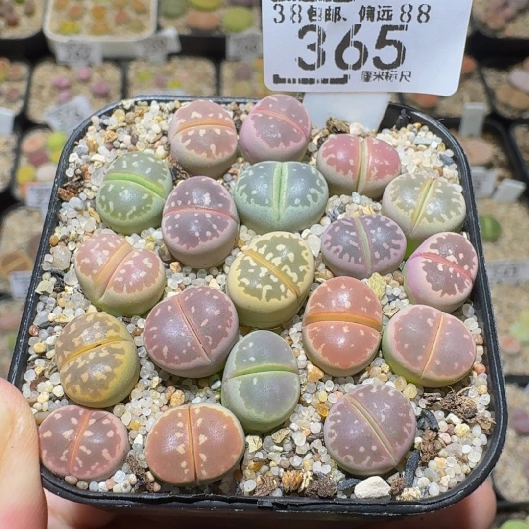 Ssss精品生石花365