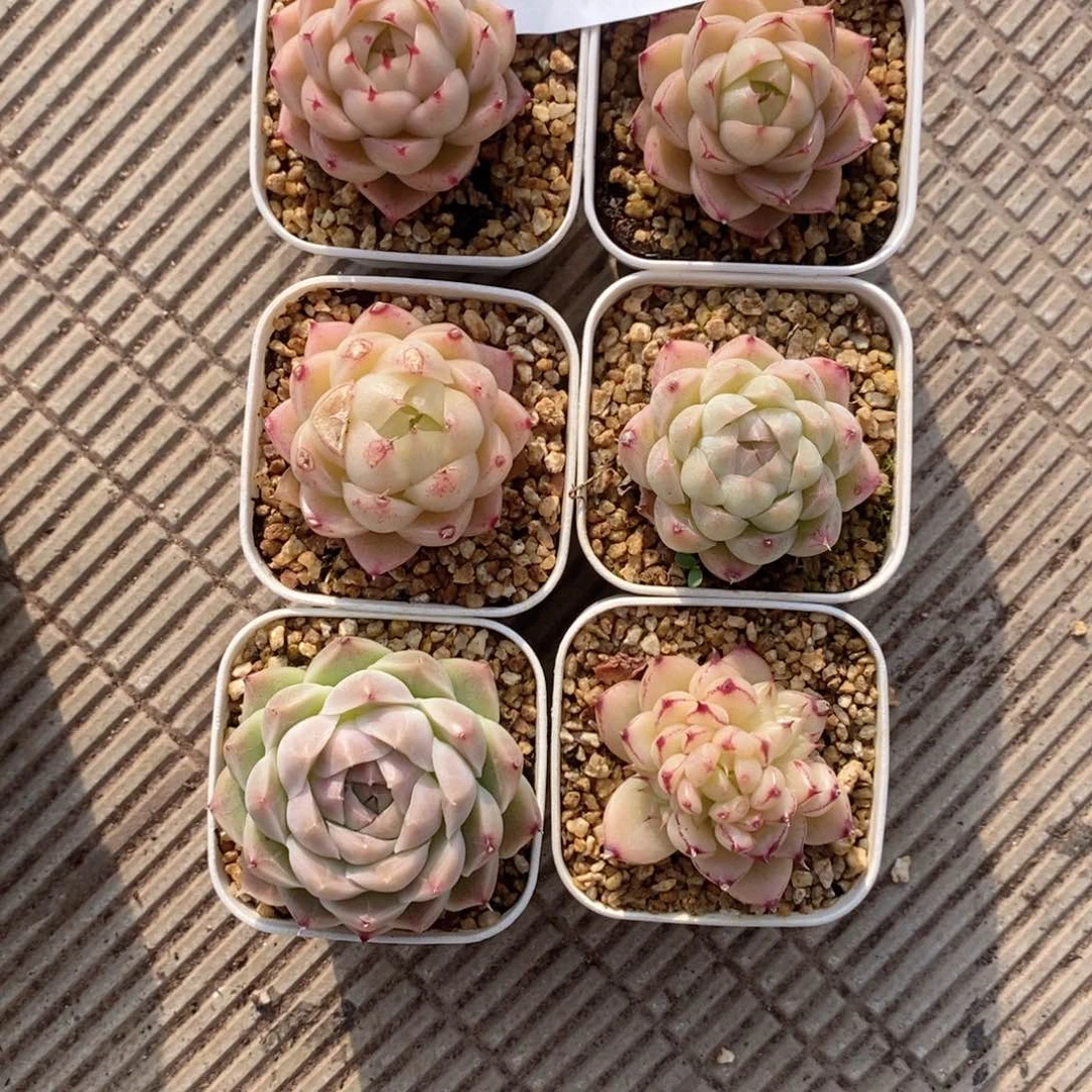 咪***堡2-224多肉多肉多肉多肉多肉多肉