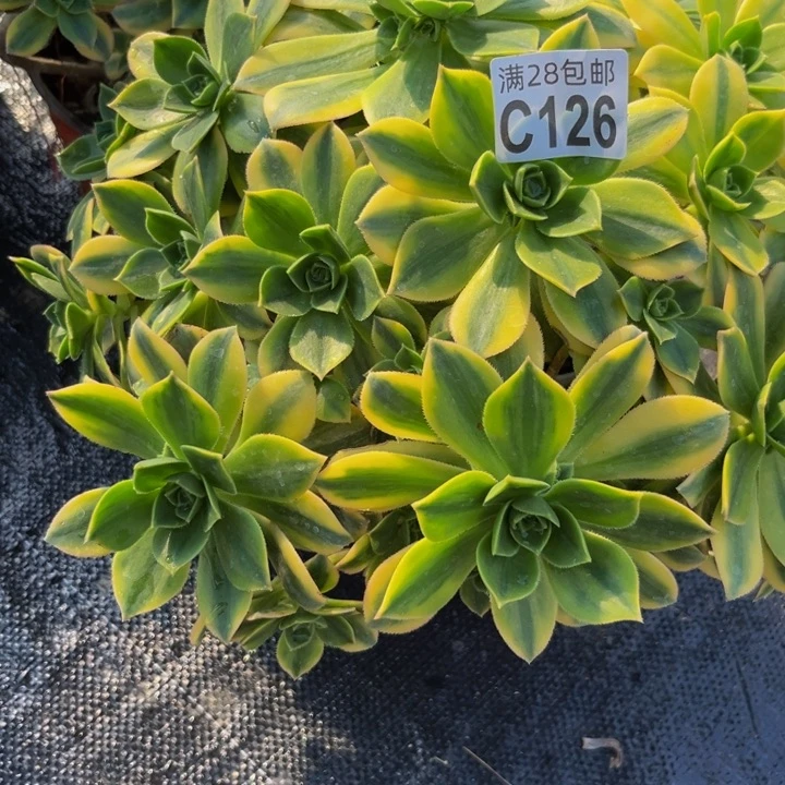 星爆多肉植物捧花的