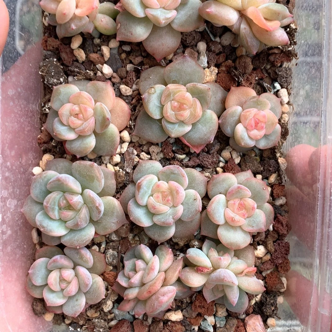 粉糯心定向一盒37号