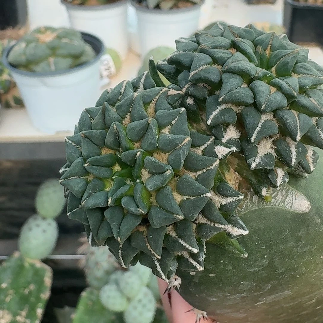 【闪购商品】无花朵甜*姬牡丹101