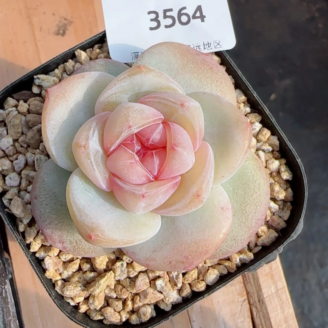 月白珍妮，3564多肉植物