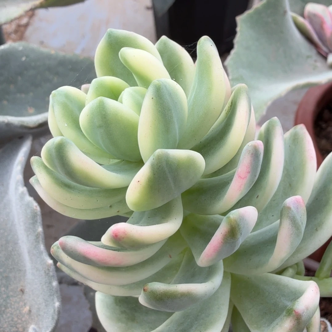 拉萨锦腹轮锦聚宝盆