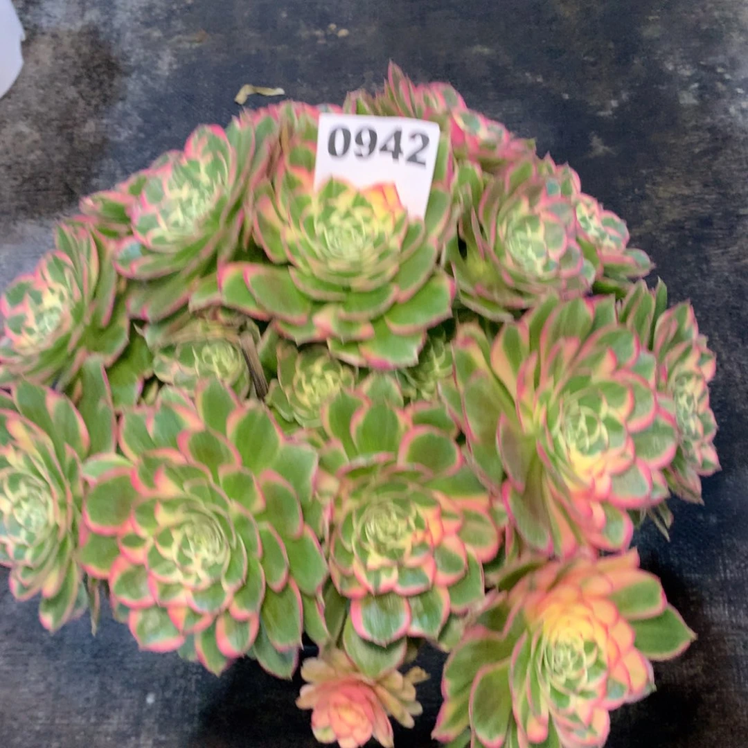 沁***源不知道是啥942法师多肉植物18600000