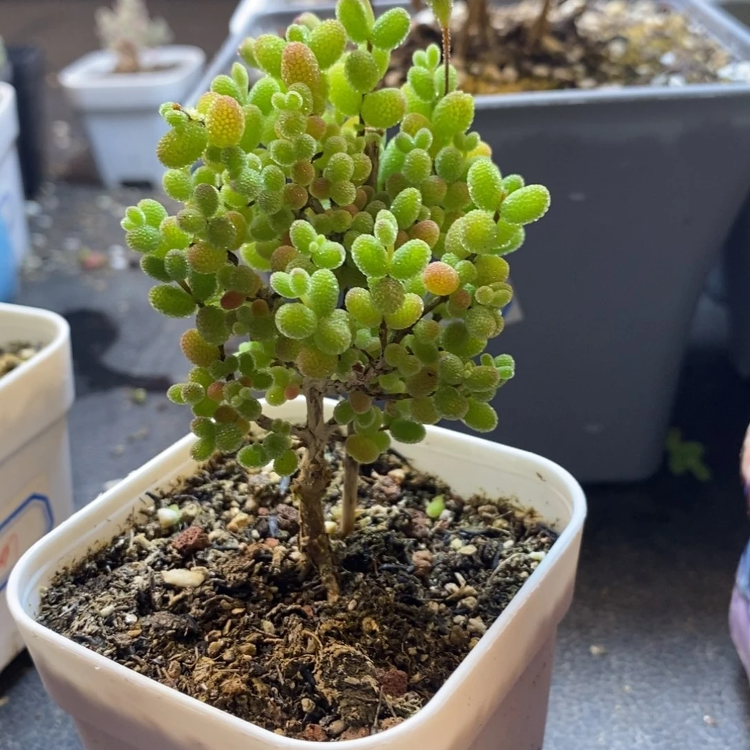 点**滴261号金桔糖球（直杆）