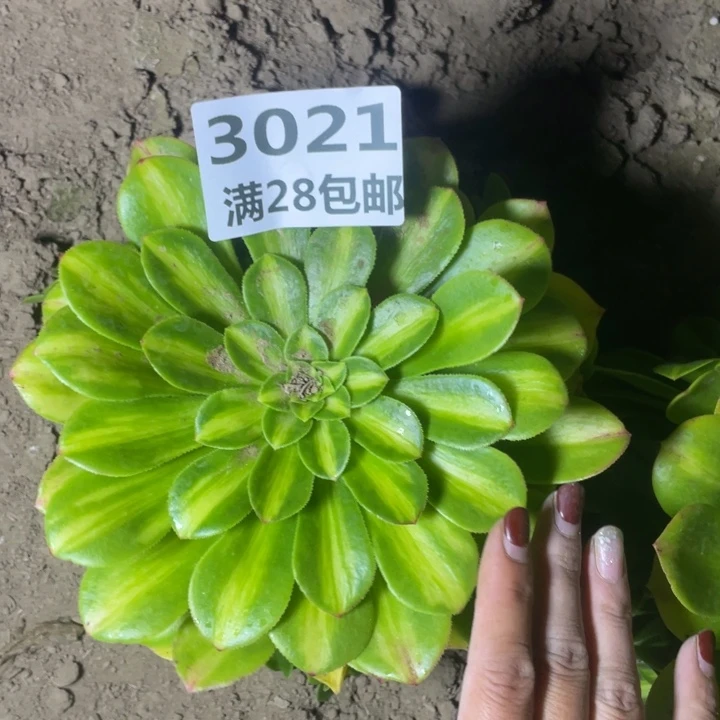 3021二号棚翡翠琉璃G