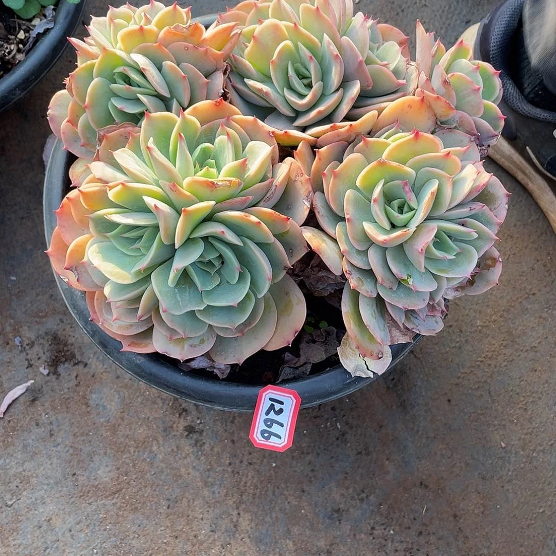 1266黄玫瑰 一物一拍多肉