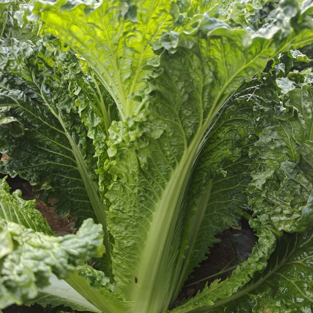 现砍现发贵州高山露天生长，青口白，麻叶白，菜新鲜蔬菜