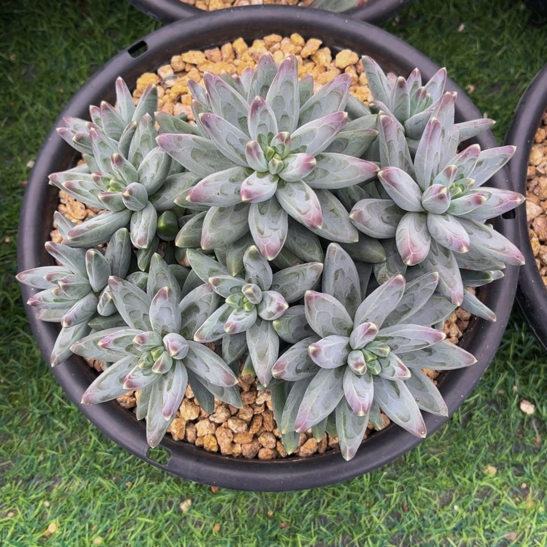 凤羽多头一物一拍