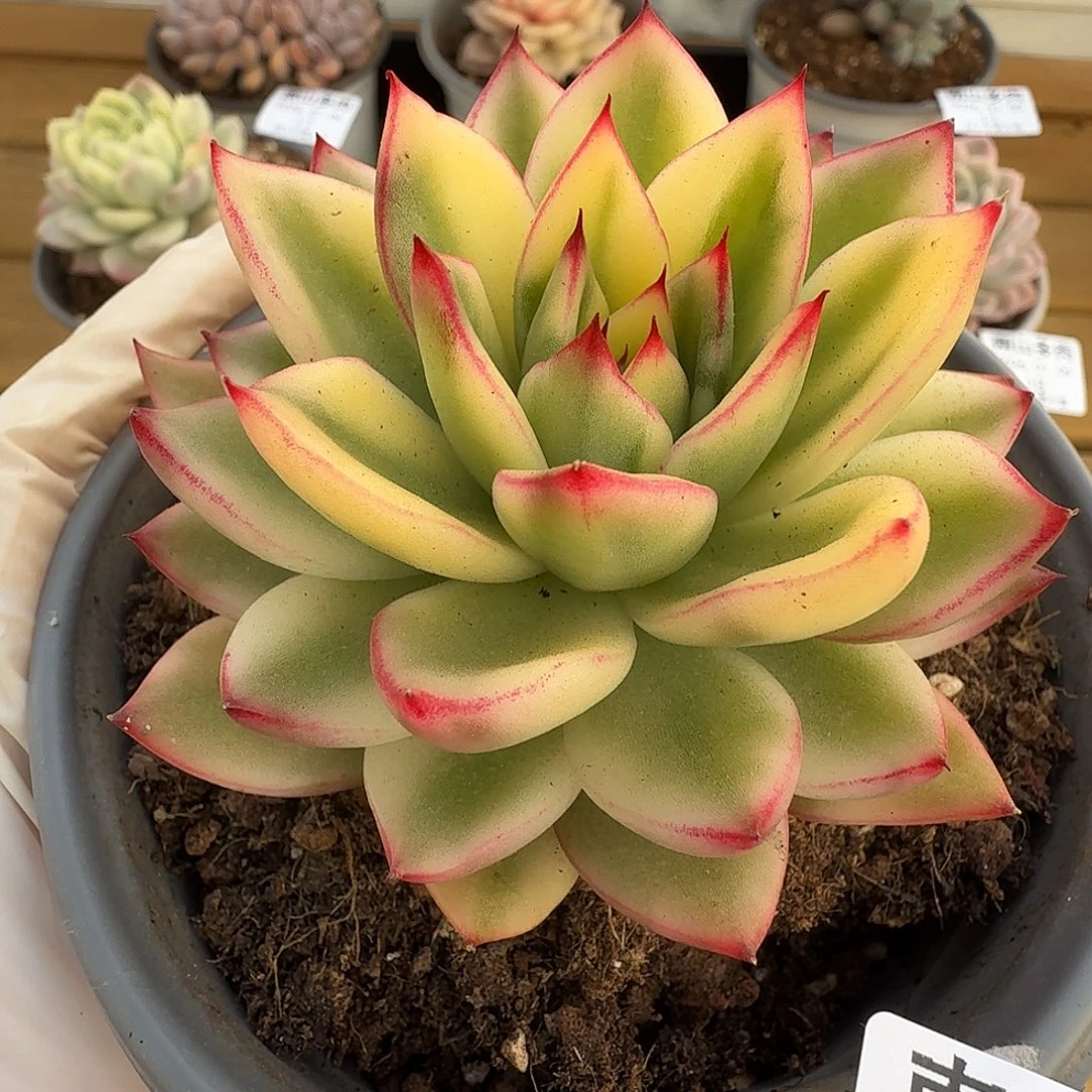 啊斯娜锦11105-15