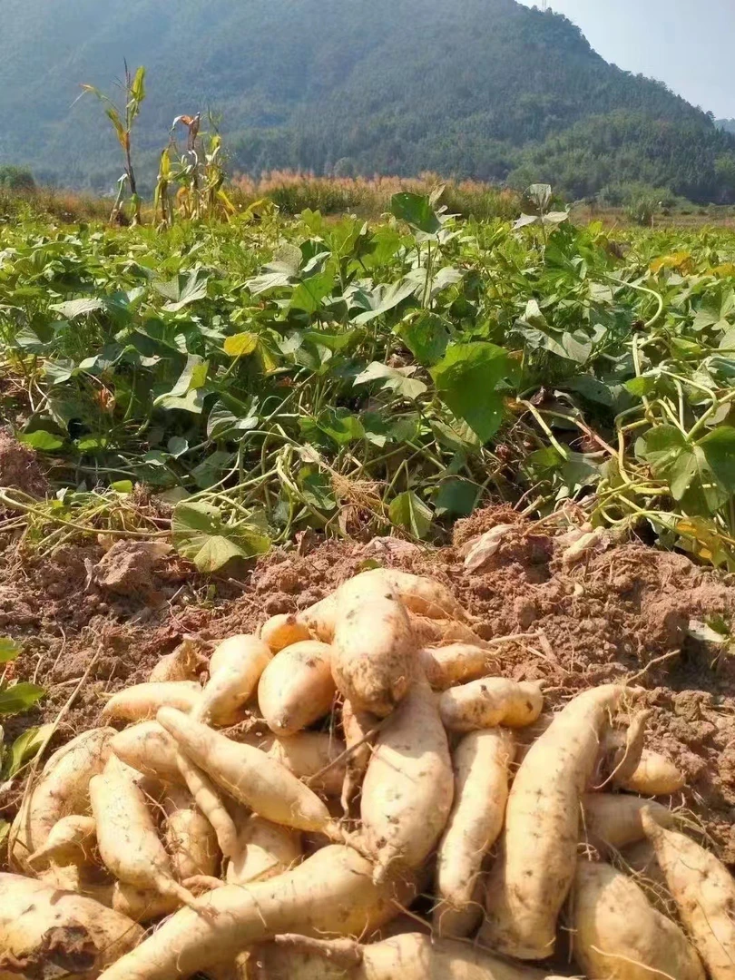 英德大洞乡下白皮白肉人参白薯，粉粉的，无渣糯香甜，好好吃[色]