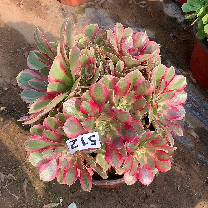 不周正叶罗刹512号