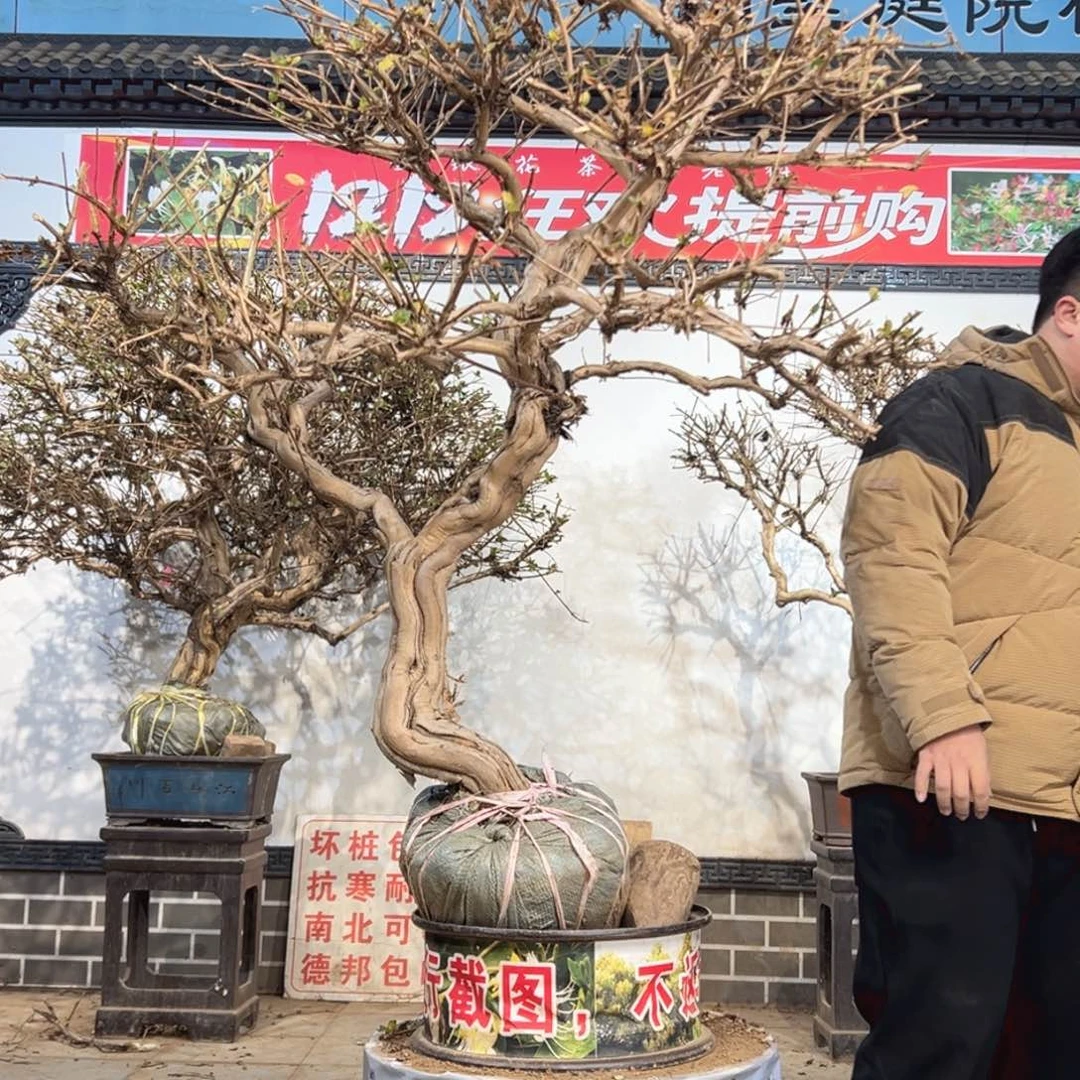 无花朵金银花588558855888885556