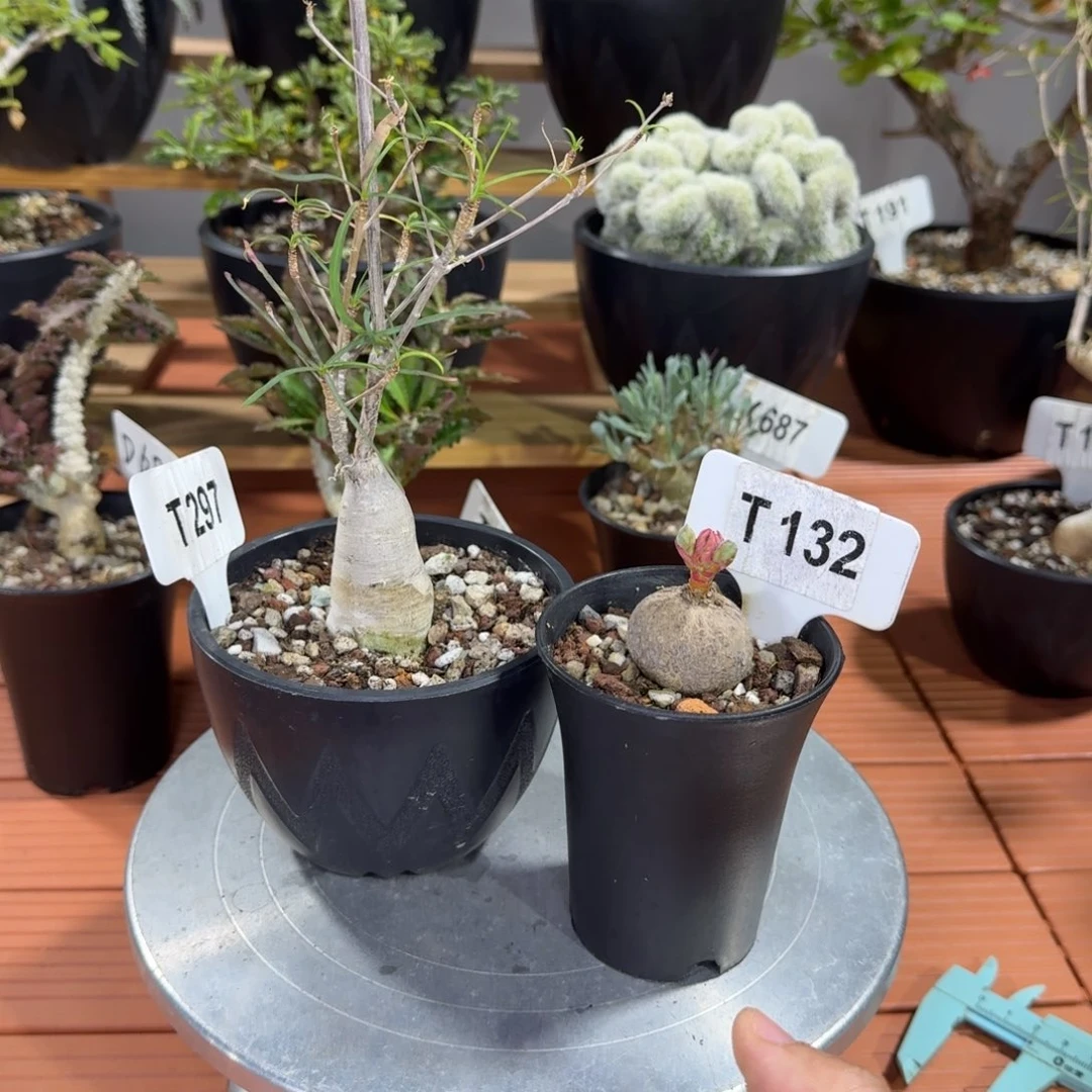 白***粟福利2颗柳叶麒麟和玫瑰大戟带盆