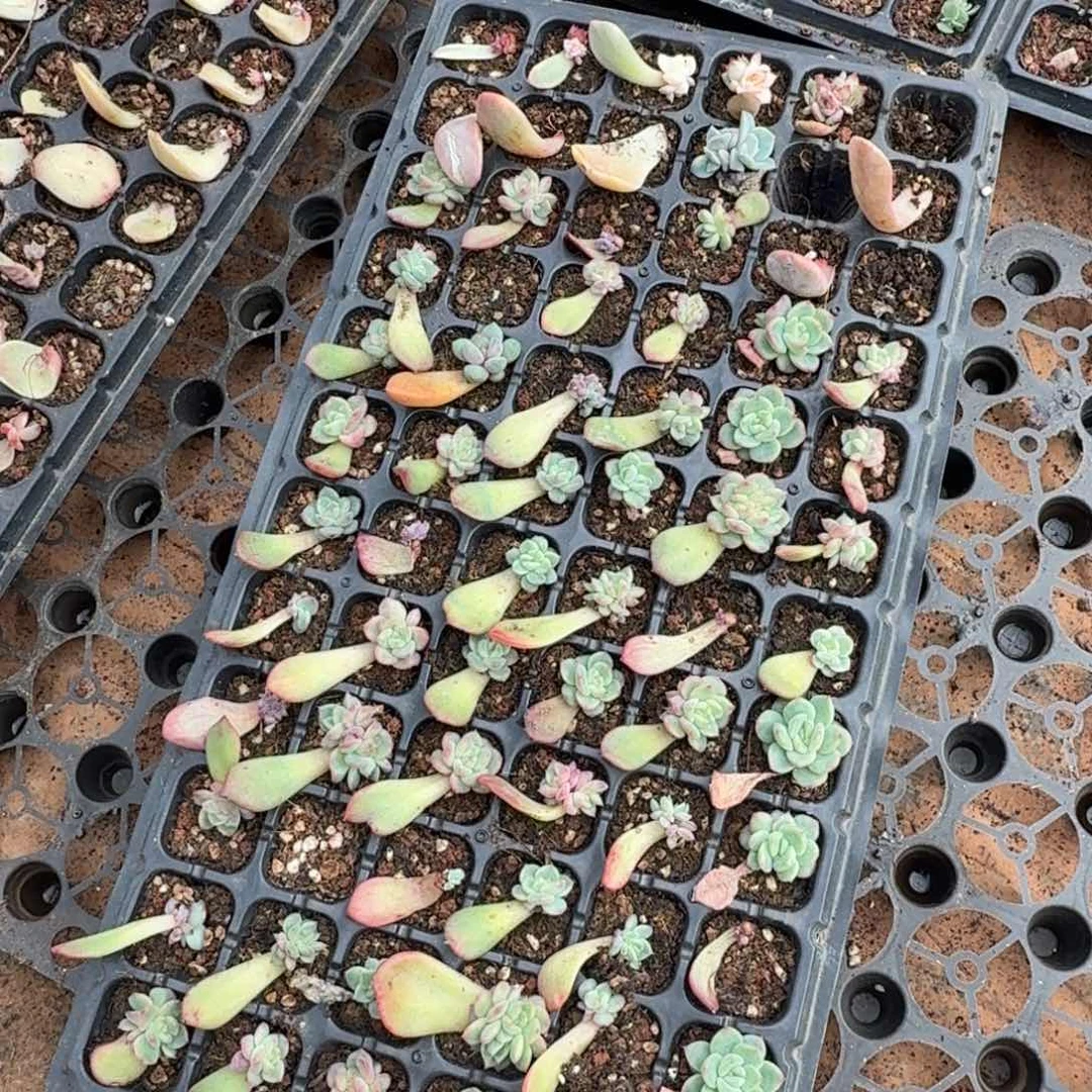 一筐是推进的推进的推进