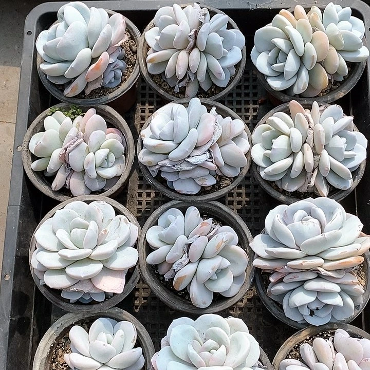 哈**！雪莲一物一拍