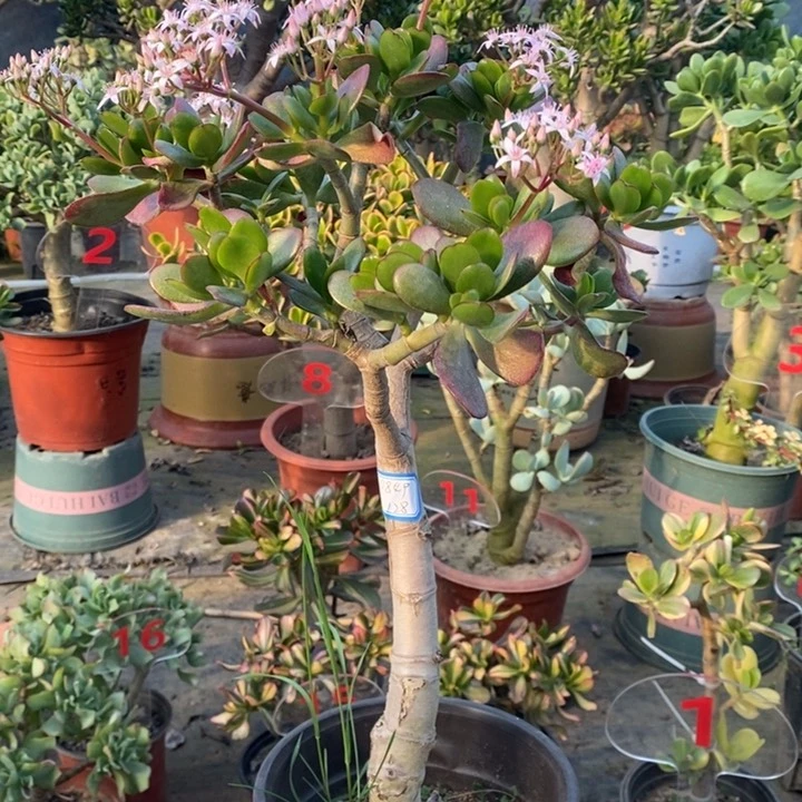 韩国紫叶一物一拍