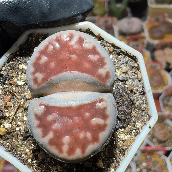 生石花2:：。在。 38号。3.3左右