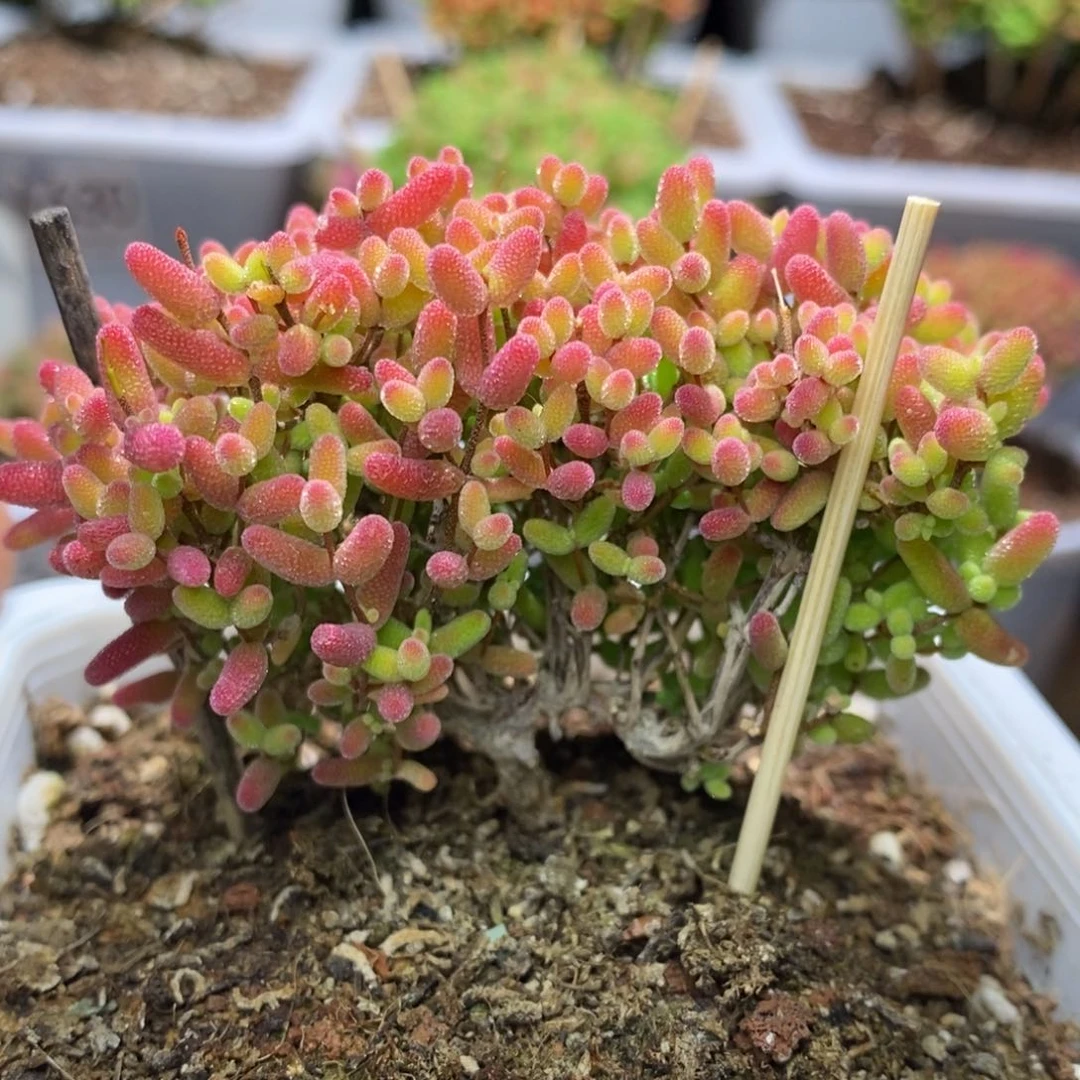 蜜桔糖球枝干番杏D121