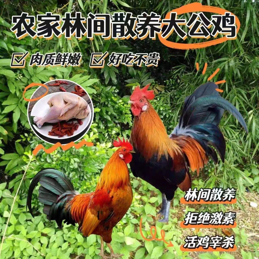 农家散养大公鸡2只 现宰现冻 现货速发 次日达【送鸡胗半斤】
