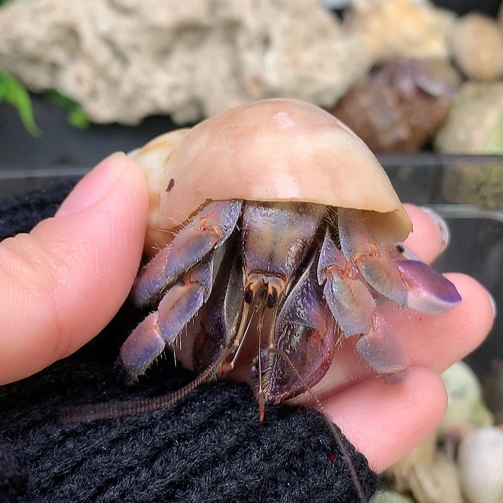 2.7口径奔跑的寄居蟹17号